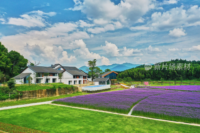 江西景德镇高岭村花海