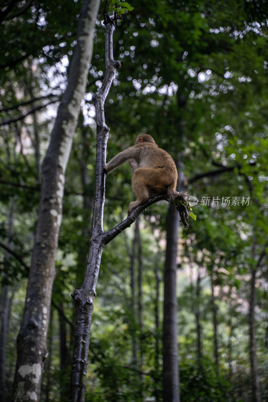 猴子在林间岩石上休憩的场景