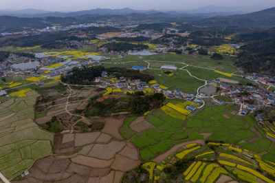 农业种植农田油菜花航拍图