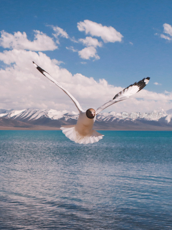 飞翔海鸥与雪山湖泊景观