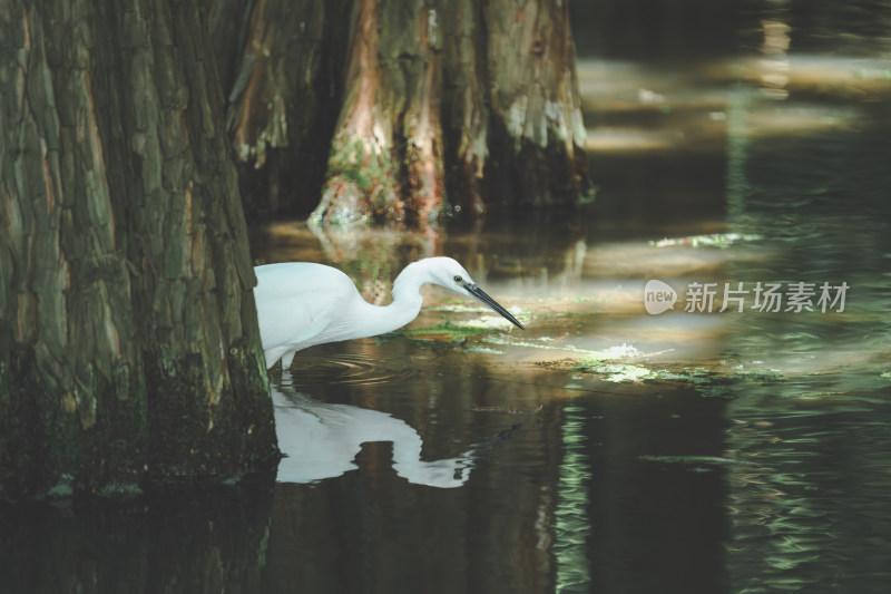 水边白鹭行走觅食的自然景象