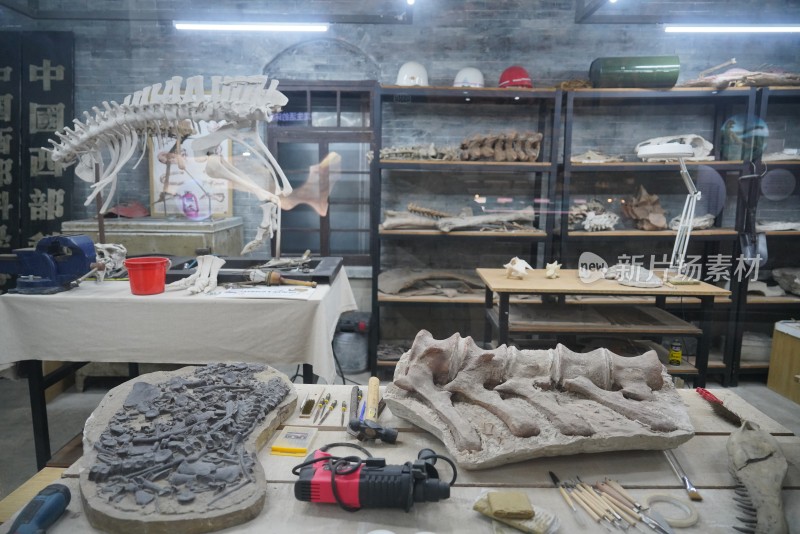 恐龙化石挖掘研究办公室工作场景模拟