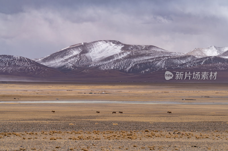 西藏阿里羌塘无人区藏地雪山下的高原牧场