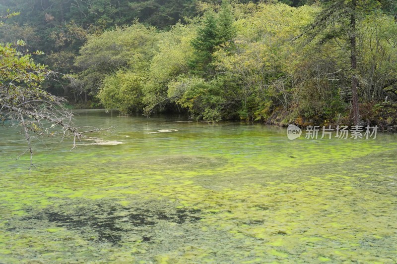 四川阿坝藏族羌族自治州黄龙风景区