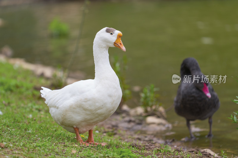 湖边的大白鹅