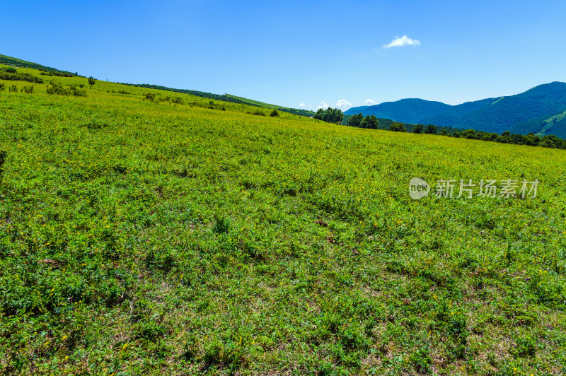 夏季蓝天白云绿色高山草甸群山大气风光