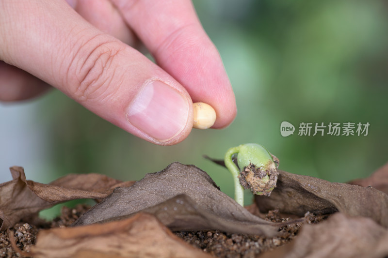 手拿一粒黄豆种子比对发出来的嫩芽