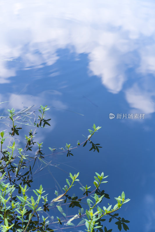 杭州西湖风景区曲院风风景