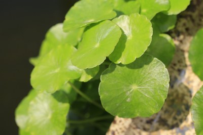 水培铜钱草