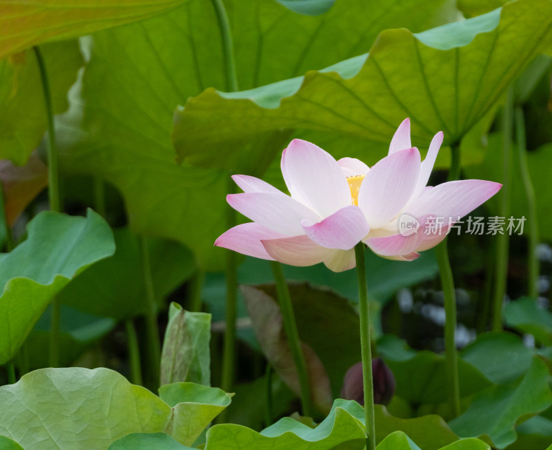 粉色荷花特写镜头