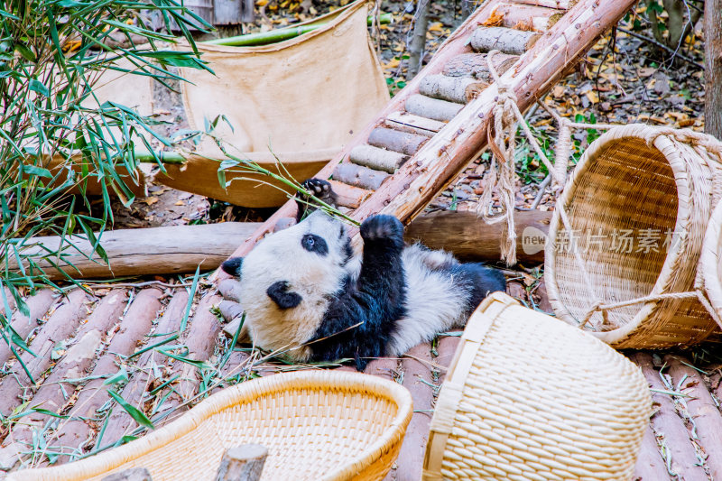 成都大熊猫繁育基地