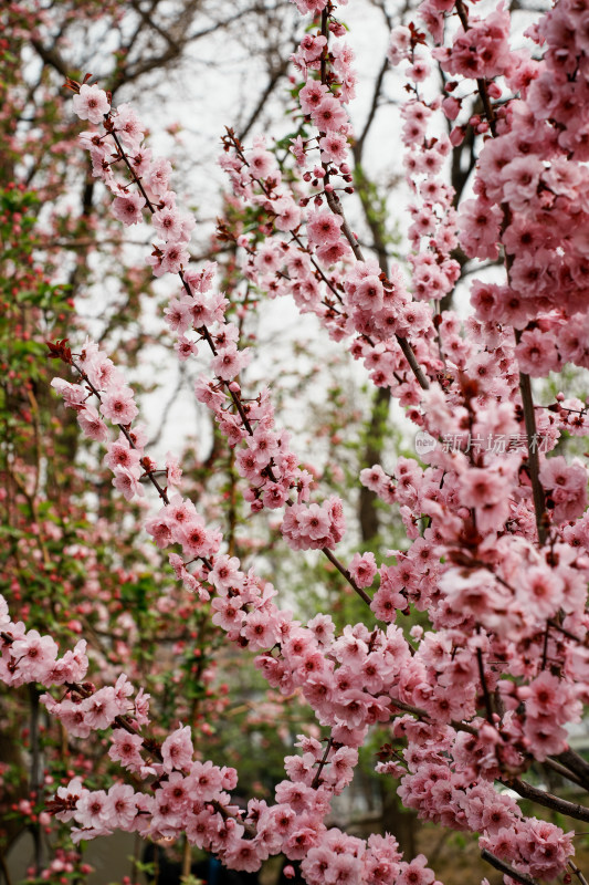 北京元大都公园桃花树桃花