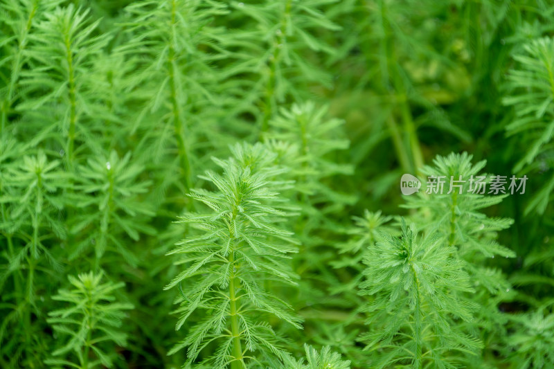 绿意盎然的水草狐尾藻