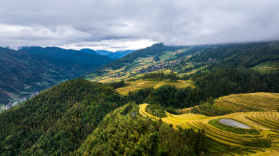 广西桂林龙脊梯田秋收稻田航拍风景