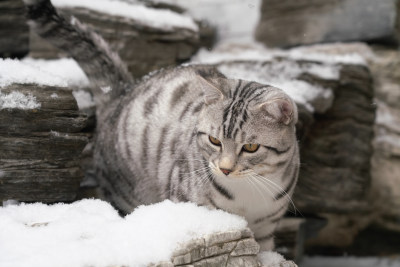 石阶上的可爱花斑猫