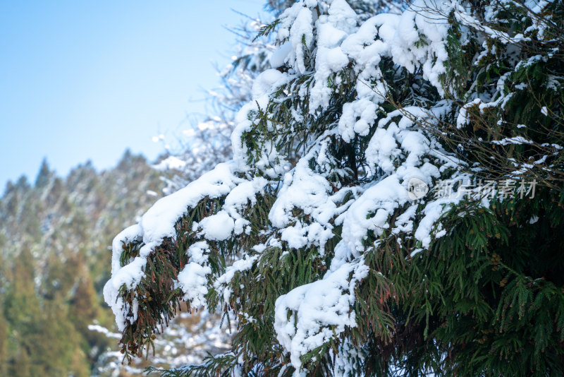 冬天落雪的树林