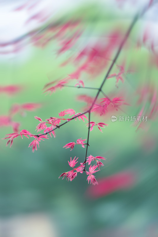 春天 花朵 慢门