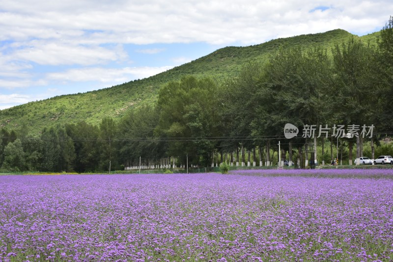 薰衣草花海