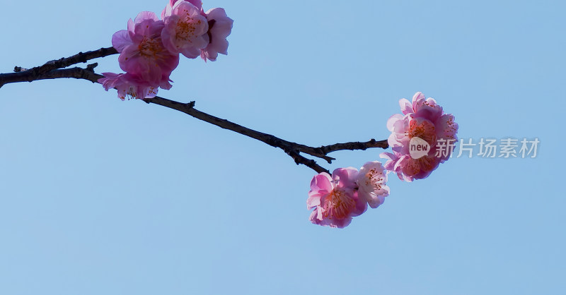 蓝天背景下绽放的粉色花朵