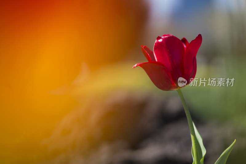 郁金香 花 爱 高贵