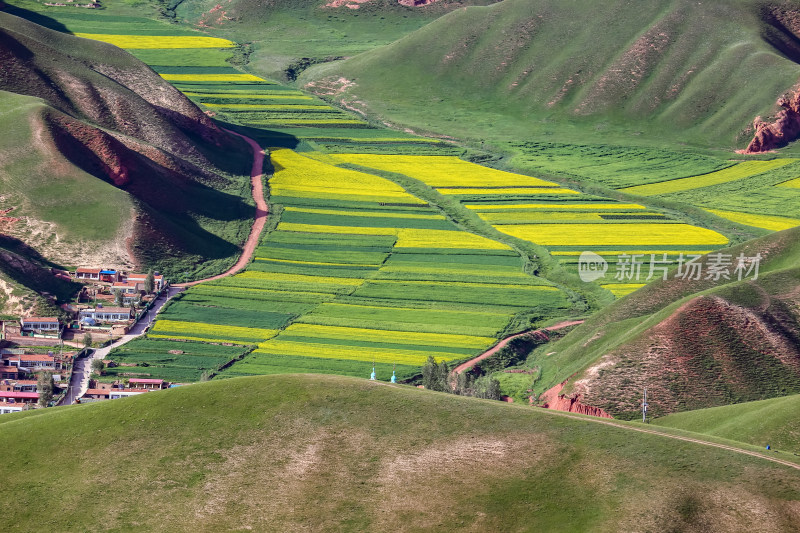 青海门源油菜花田