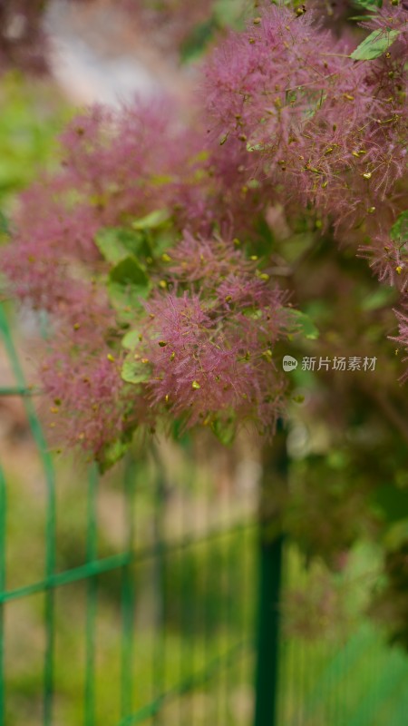 花草植物素材——黄栌花