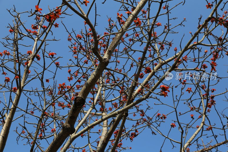 蓝天背景下盛开的木棉花树