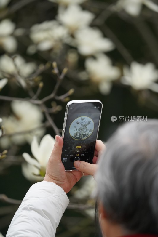 四川成都塔子山公园的老人用手机拍摄玉兰花