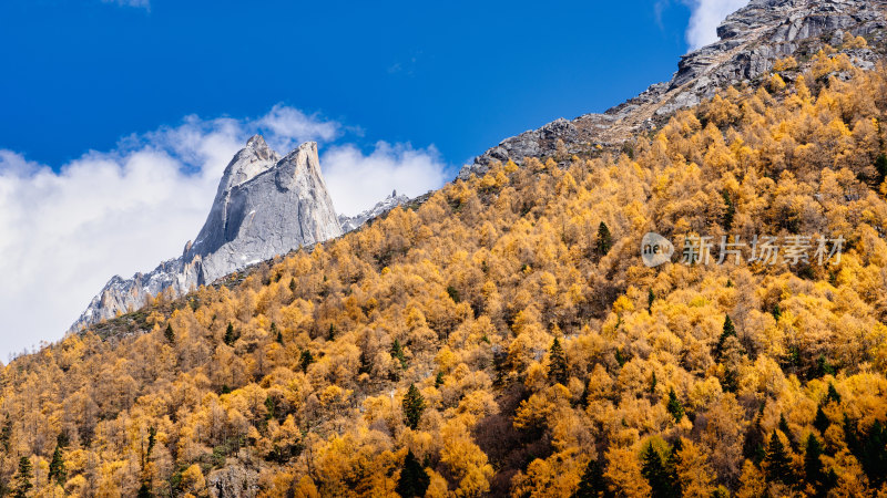 四川阿坝四姑娘山景区秋天的美丽景色