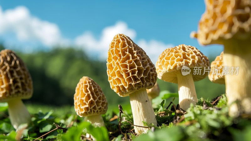 各种各样的野生菌类