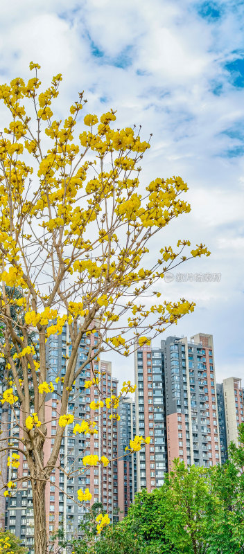 春天佛山澜石公园盛开的黄花风铃木