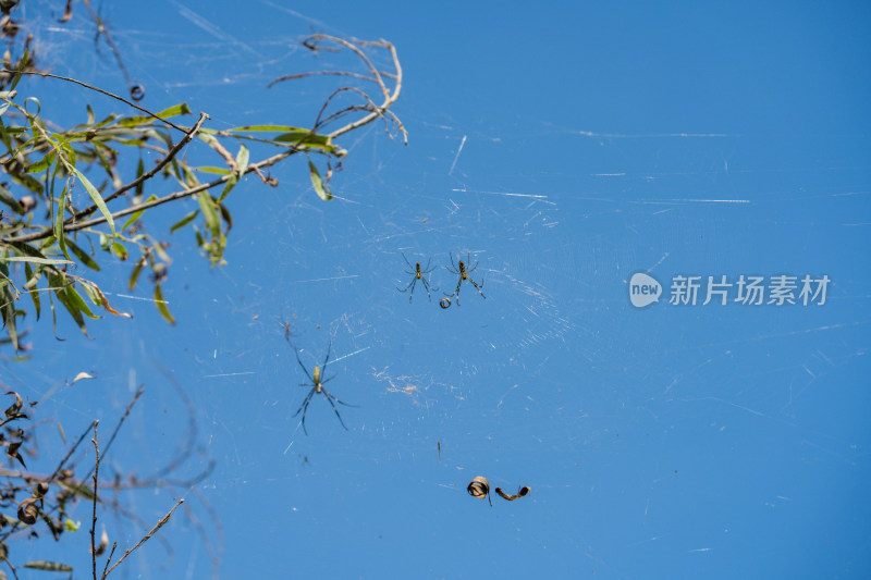 蓝天下树枝间的蜘蛛及蜘蛛网景象