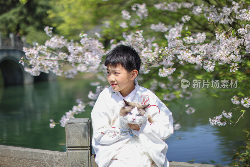 穿着汉服的小男孩和宠物布偶猫 赏花 樱花