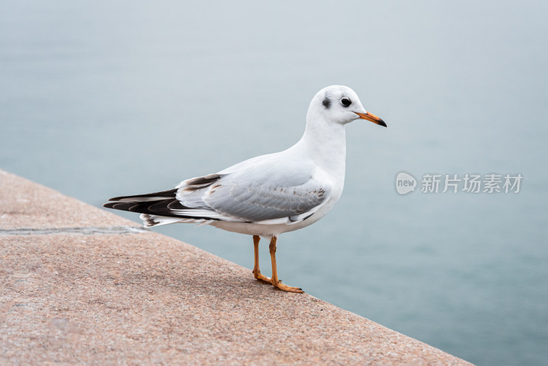 青岛栈桥的海鸥