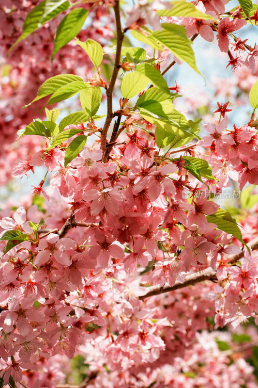 北京玉渊潭公园樱花节樱花