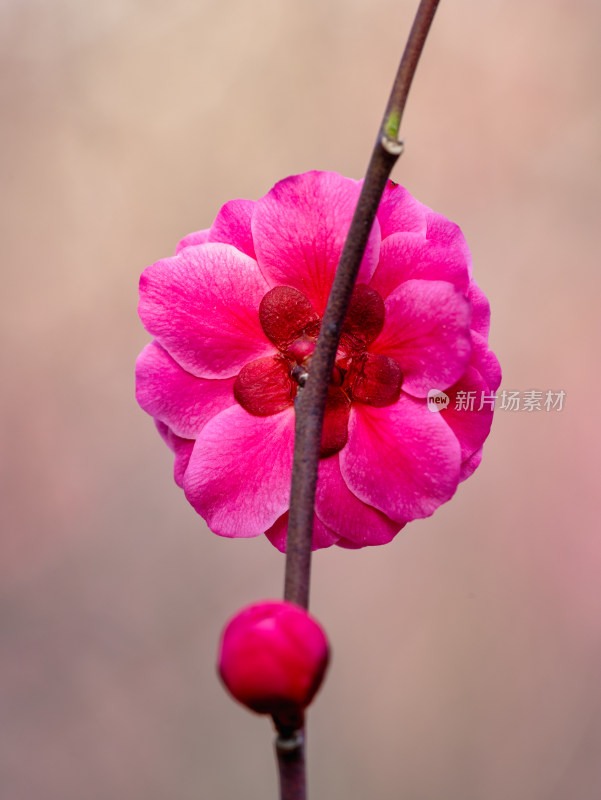 微距下的花