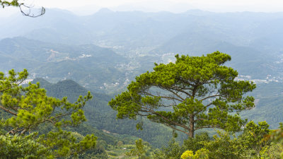 福州市永泰县山顶的迎客松