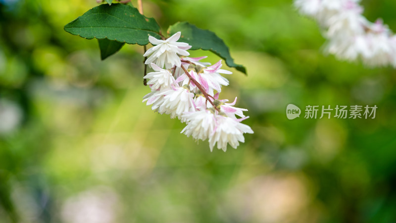 春天的重瓣溲疏开花