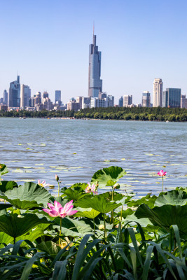 南京玄武湖荷花景观