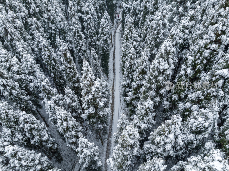 森林下雪航拍