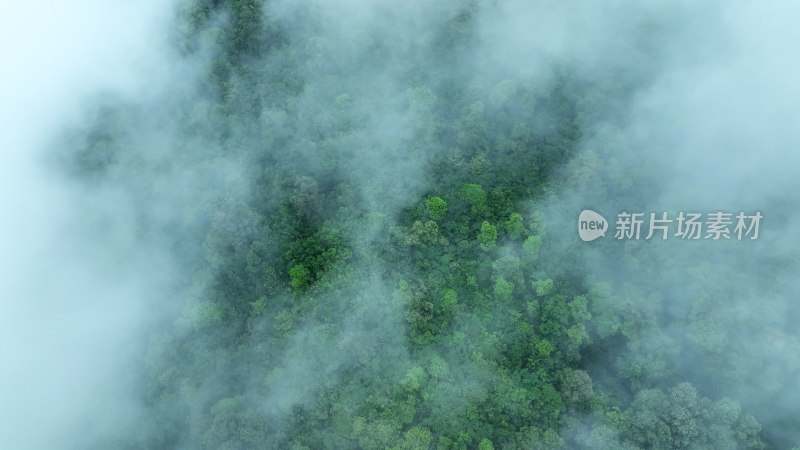 云雾森林云海树林航拍森林雨天森林俯拍树林