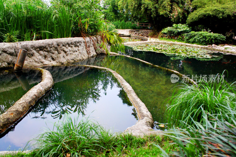 水循环池塘植物