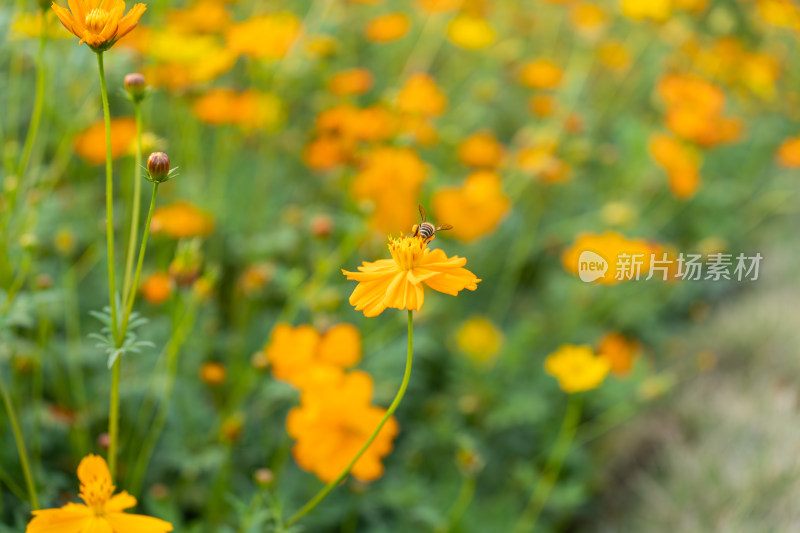 橙色波斯菊花田