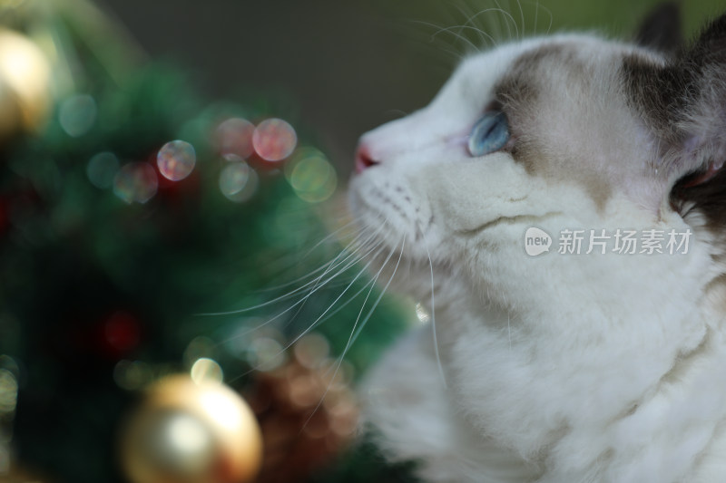 宠物摄影圣诞节的猫特写