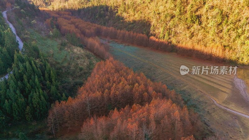 重庆酉阳：天山堡水杉红似火