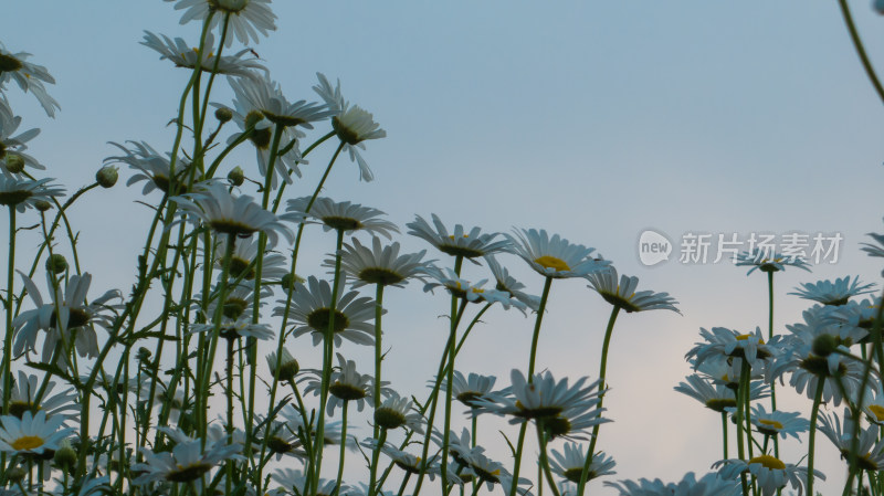 徐州市泉山区桃花源湿地公园大滨菊小雏菊