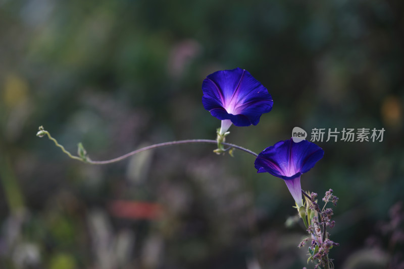 牵牛花特写全景合集