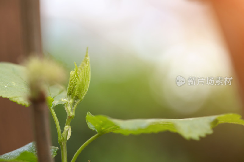 生长的葡萄树芽