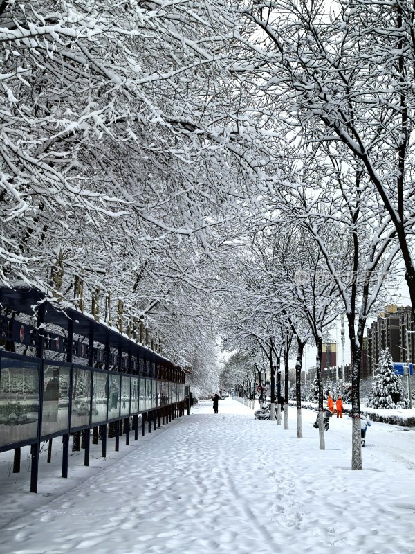 积雪覆盖的城市街道树木行人景象