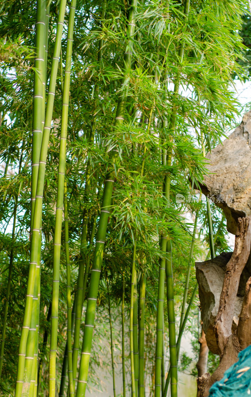 上海豫园翠绿挺拔的竹林自然景观